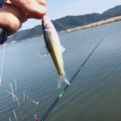 今が最盛期？伊庭内湖でホンモロコ釣り